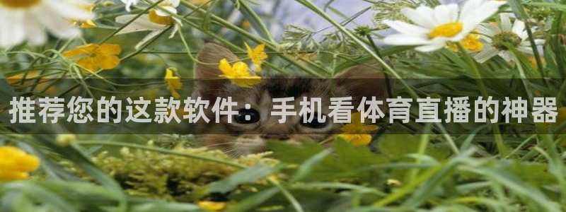 山猫足球比赛直播：推荐您的这款软件：手机看体育直播的神器