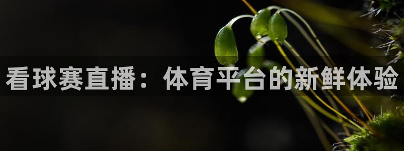 山猫直播体育：看球赛直播：体育平台的新鲜体验